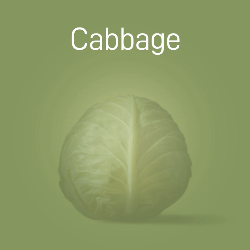 cabbage-no-intro-02