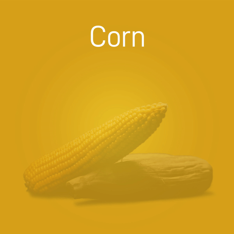 corn-no-intro-02