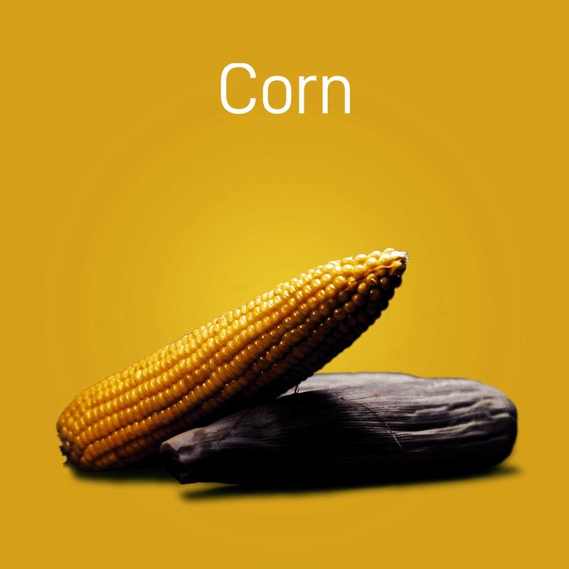 corn-no-intro-03