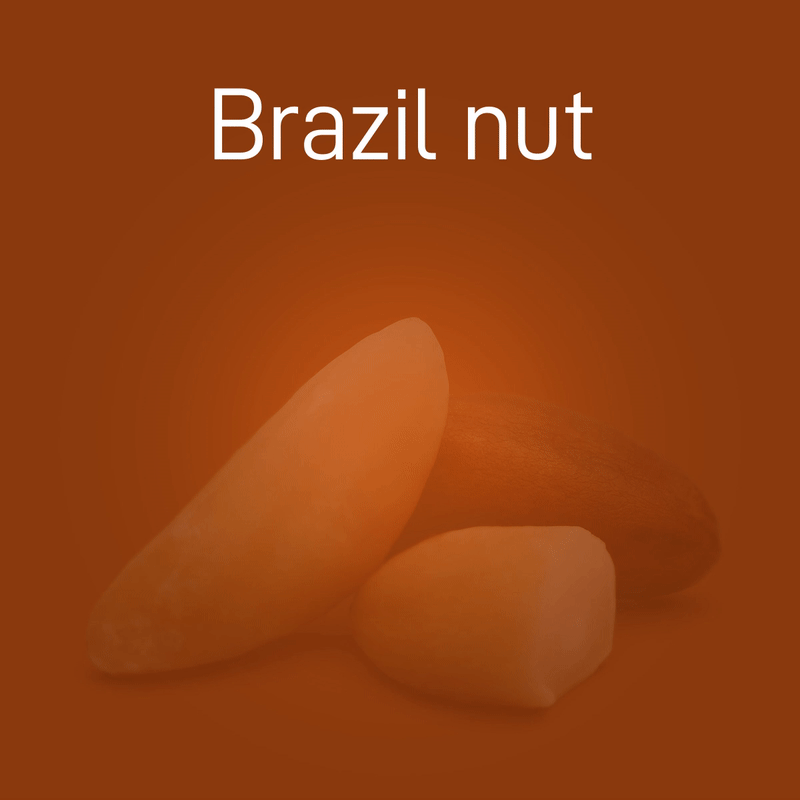 brazil-nut-02