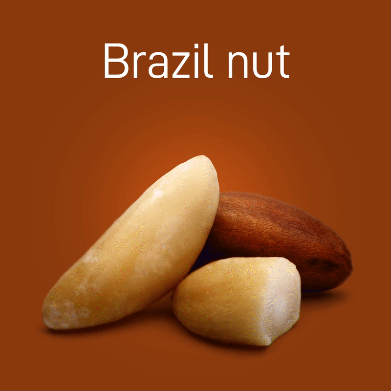 brazil-nut-03