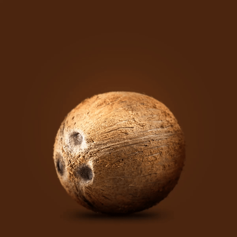 coconut-01