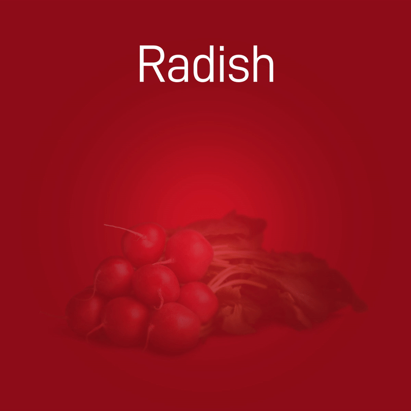radish-02